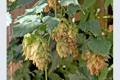 3220 N Williams Street, Denver, CO 80205 - Photo 28