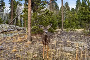 31551 Black Widow Dr, Conifer, CO 80433 - Photo 46