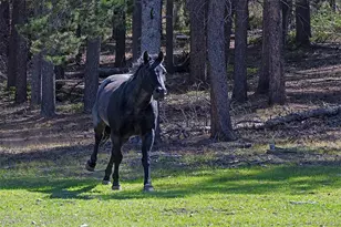 11800 S Ridge Rd, Conifer, CO 80433 - Photo 30