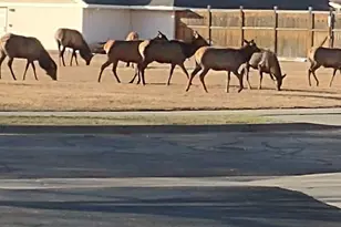 264 Shupe Cir, Loveland, CO 80537 - Photo 18