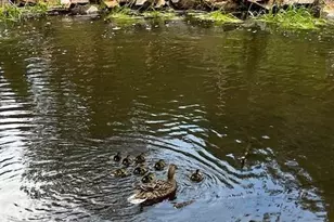 5211 Parmalee Gulch Rd, Indian Hills, CO 80454 - Photo 38