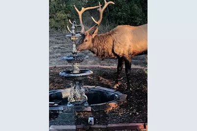 1475 Elk View Road, Larkspur, CO 80118 - Photo 44