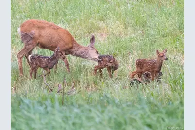 31 Wild Tiger Lane, Boulder, CO 80302 - Photo 42
