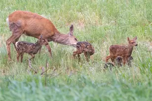 31 Wild Tiger Ln, Boulder, CO 80302 - Photo 42