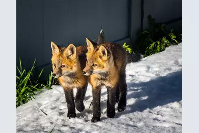 31 Wild Tiger Lane, Boulder, CO 80302 - Photo 44