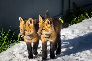 31 Wild Tiger Ln, Boulder, CO 80302 - Photo 44