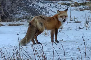 401 Hwy 72, Golden, CO 80403 - Photo 46