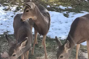 25956 E Jamison Cir S, Aurora, CO 80016 - Photo 44