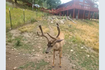 262 Dick Mountain Drive, Bailey, CO 80421 - Photo 24