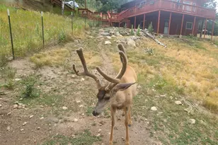 262 Dick Mountain Dr, Bailey, CO 80421 - Photo 24