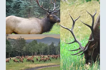 26543 Richmond Hill Road, Conifer, CO 80433 - Photo 32