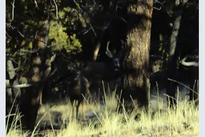 697 Summit Road, Hartsel, CO 80449 - Photo 8