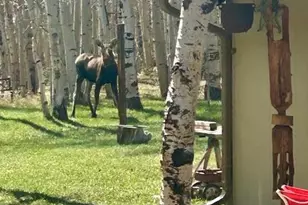 1746 Lump Gulch Rd, Black Hawk, CO 80422 - Photo 32