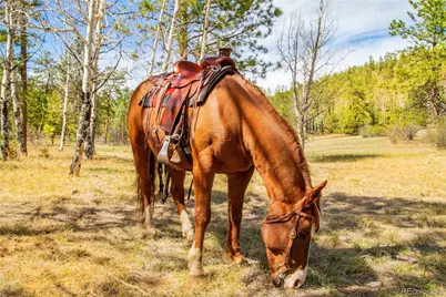 29700 S Sunset Trail, Conifer, CO 80433 - Photo 4