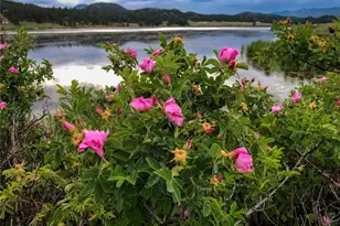 671 Midland Ct, Lake George, CO 80827 - Photo 50