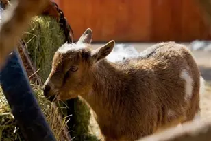 7390 Ute Hwy, Longmont, CO 80503 - Photo 30