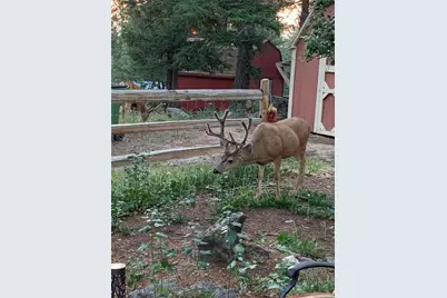 255 Raccoon Circle, Evergreen, CO 80439 - Photo 2