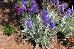 3897 Mallard Ln, Highlands Ranch, CO 80126 - Photo 46