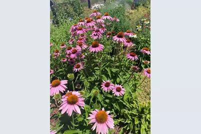 3897 Mallard Lane, Highlands Ranch, CO 80126 - Photo 44