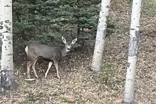 2945 Forbes Park Rd, Fort Garland, CO 81133 - Photo 34