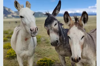 2030 Puma Hills Road, Lake George, CO 80827 - Photo 32