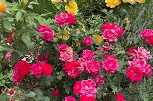 9951 Yates St, Westminster, CO 80031 - Photo 34