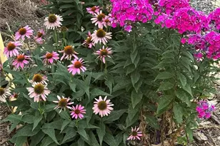 9951 Yates St, Westminster, CO 80031 - Photo 36