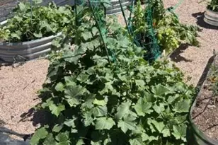 471 Iola St, Aurora, CO 80010 - Photo 6