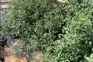 471 Iola St, Aurora, CO 80010 - Photo 16