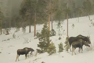 200 Kimwood Rd, Black Hawk, CO 80422 - Photo 40