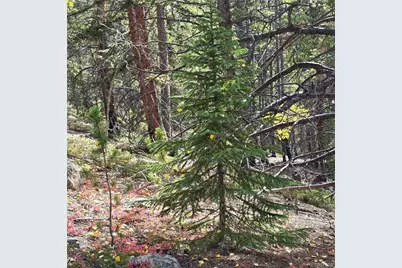 5347 Monitor Lode Claims, Leadville, CO 80461 - Photo 12