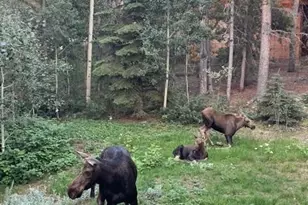 220 Timber Rd, Black Hawk, CO 80422 - Photo 32