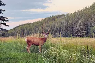 26955 Stagecoach Rd, Conifer, CO 80433 - Photo 38
