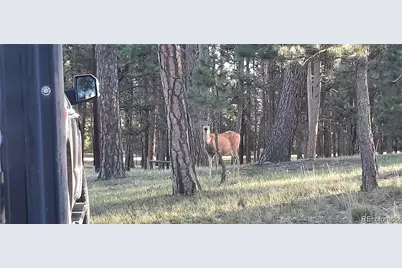 13395 Frank Road, Colorado Springs, CO 80908 - Photo 10