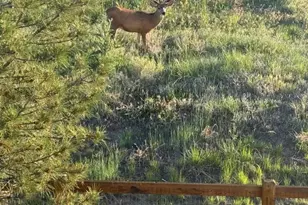 6499 Kenzie Cir, Castle Pines, CO 80108 - Photo 48