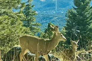 24999 Grandview Ave, Golden, CO 80401 - Photo 38