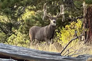 7275 CO-9, Guffey, CO 80820 - Photo 6