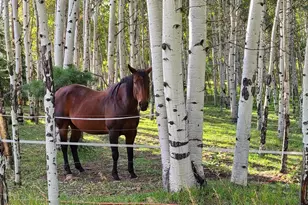 2230 Co Rd 72, Bailey, CO 80421 - Photo 36