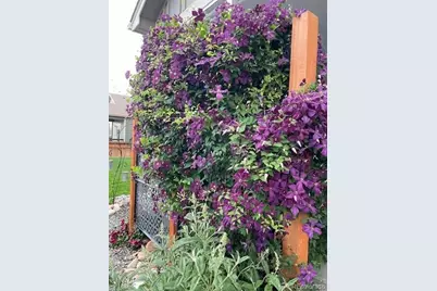 265 Hillspire Drive, Windsor, CO 80550 - Photo 32