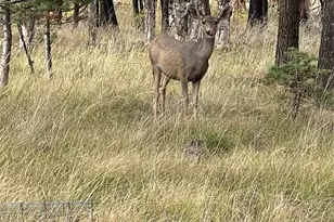 Lot 542 Forbes Park, Fort Garland, CO 81133 - Photo 1