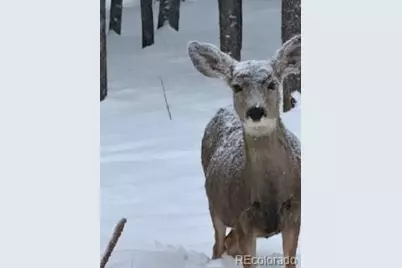 8790 S Warhawk Road, Conifer, CO 80433 - Photo 40