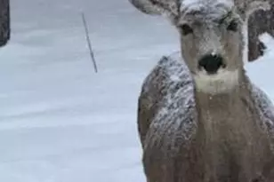 8790 S Warhawk Rd, Conifer, CO 80433 - Photo 40