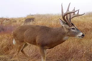 9990 Co Rd 162, Kiowa, CO 80117 - Photo 46