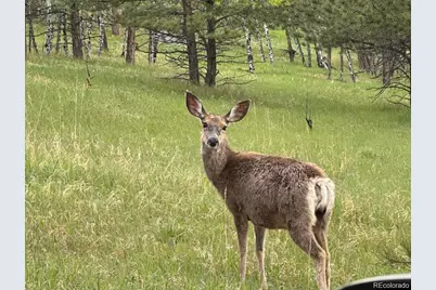 1845 Burland Drive, Bailey, CO 80421 - Photo 24
