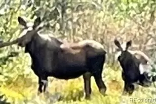 365 Gold Pan Ln, Fairplay, CO 80440 - Photo 46