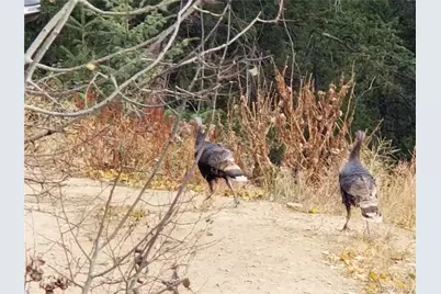 178 Saw Horse Lane, Black Hawk, CO 80422 - Photo 44