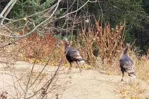 178 Saw Horse Ln, Black Hawk, CO 80422 - Photo 44