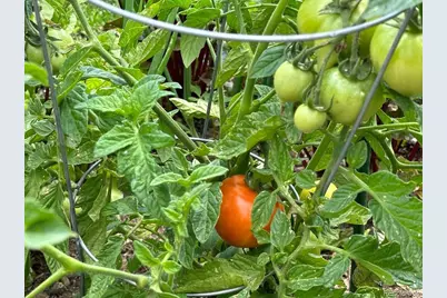 830 Benton Street, Lakewood, CO 80214 - Photo 38