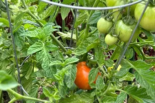 830 Benton St, Lakewood, CO 80214 - Photo 38