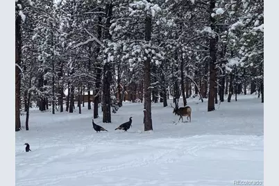 104 Six Bits Street, Bailey, CO 80421 - Photo 46